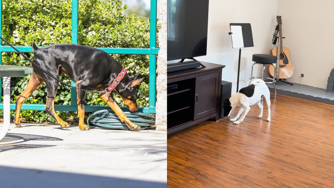 Celebrate the Game and Focus on the Fun