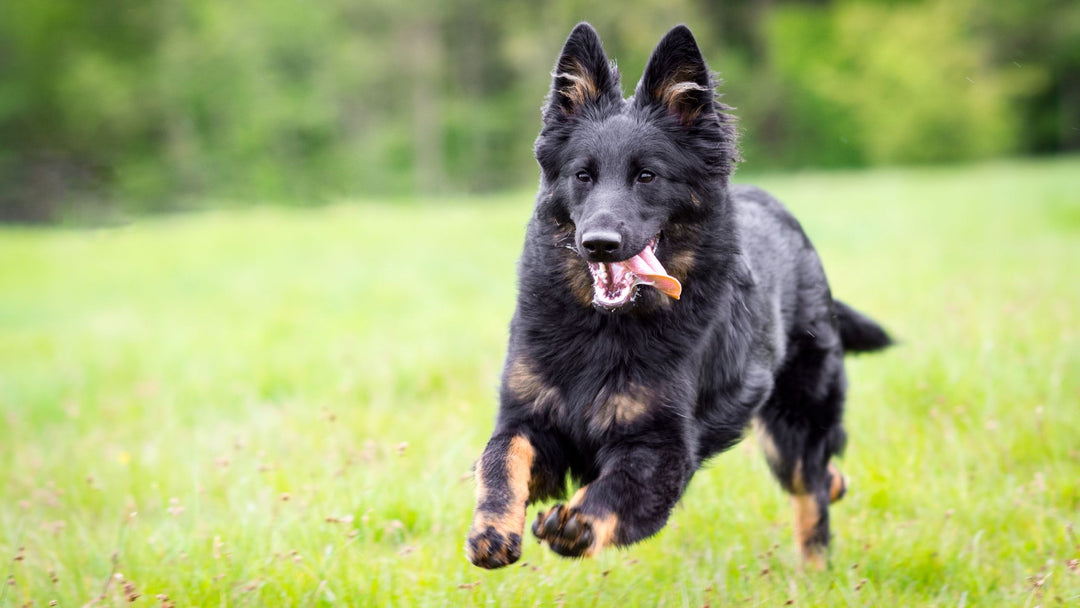 Does Your Dog Have Composed Excitement?