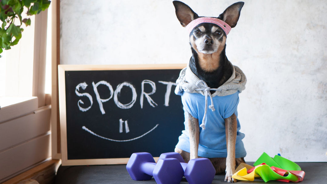 Why Canine Fitness Matters