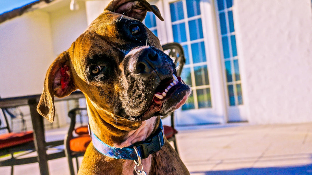 Add FUN to Your Scent Work Training...While Preparing for Trial