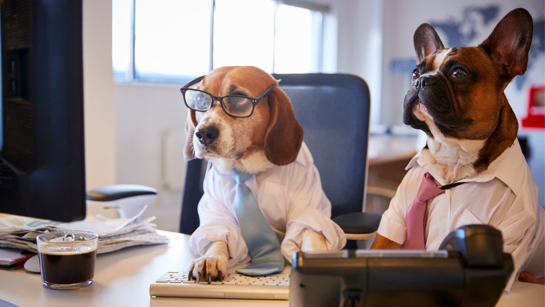 How to Access Your Webinar Replay