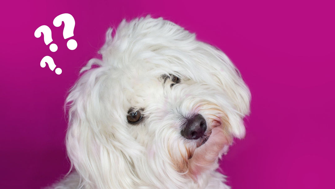 How to Access a Live Webinar