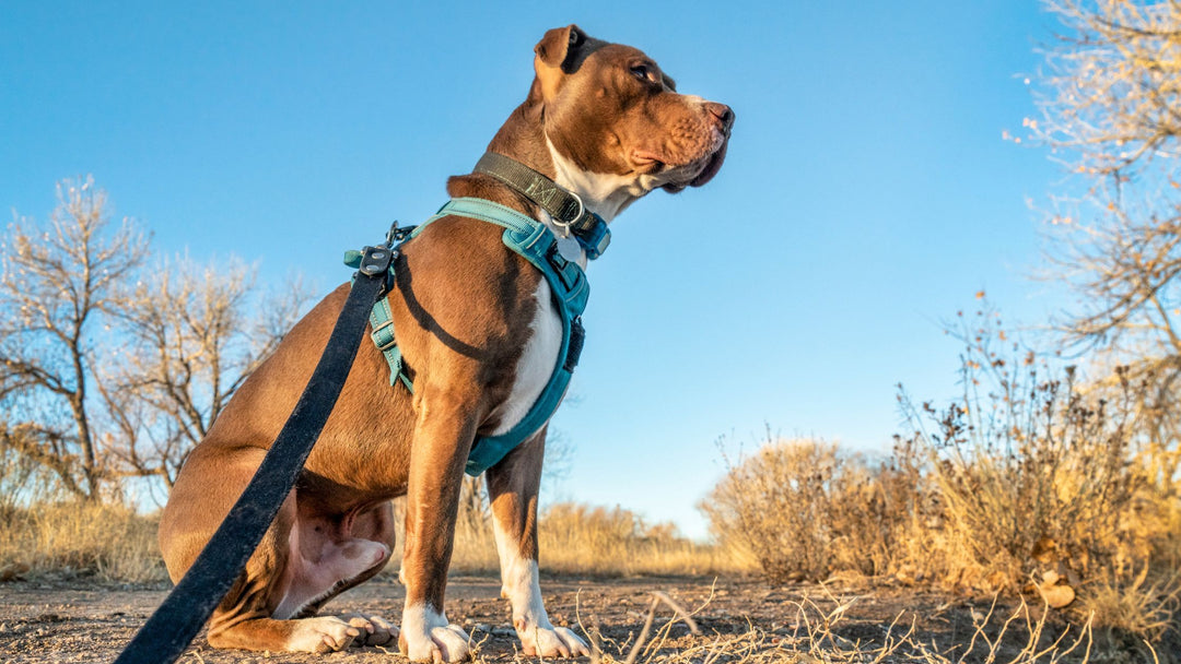 Let’s Talk Harnesses