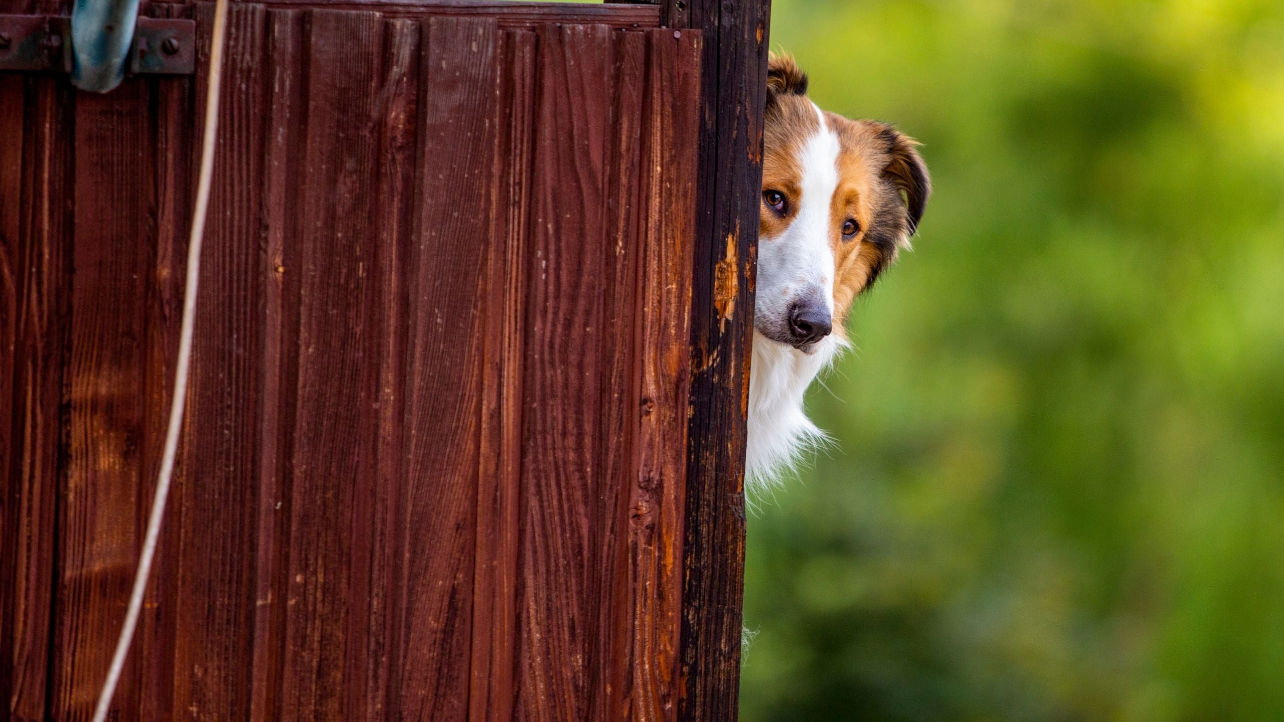 No Ribbon is Worth Ruining a Dog Scent Work University