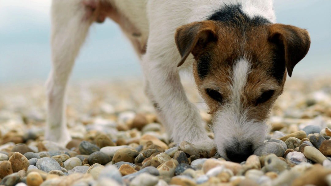 Who is Scent Work for REALLY?