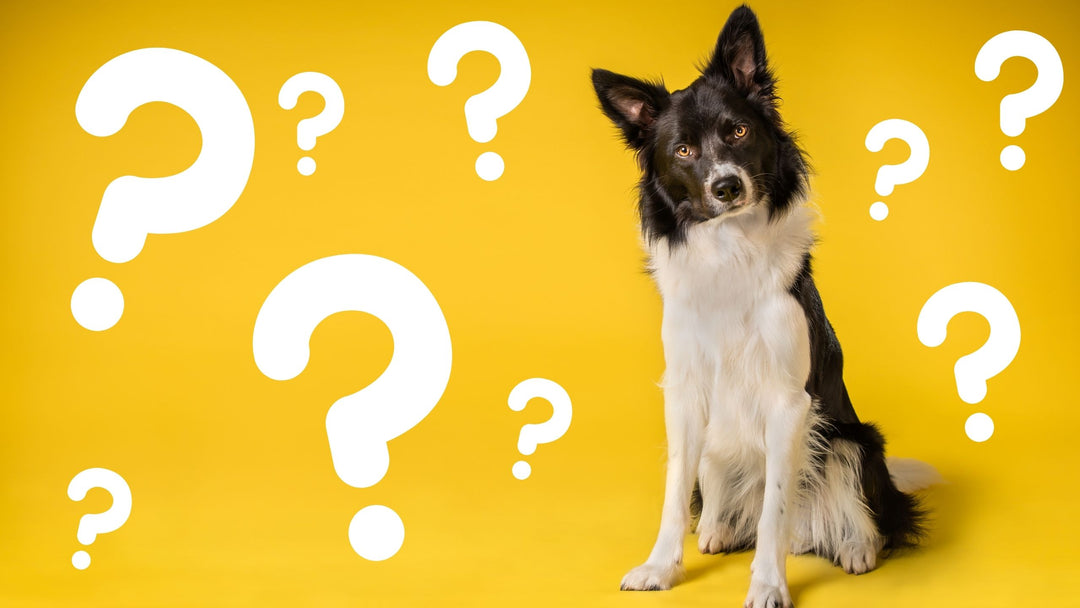 What Makes a Stellar Scent Work Team Blog Banner