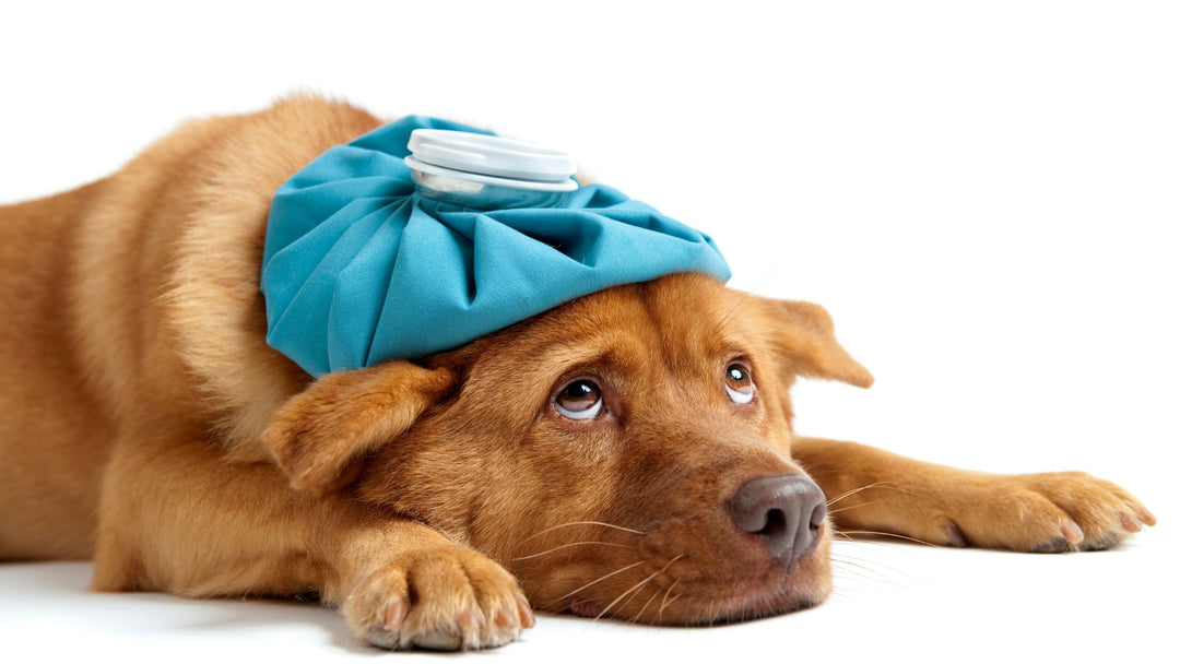 When NOT to Play Scent Work