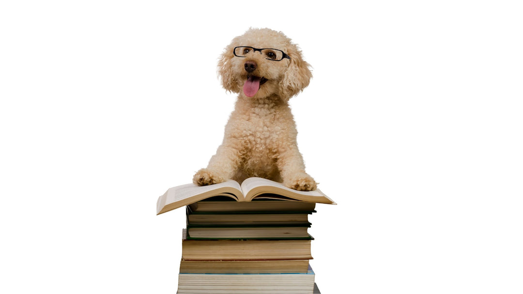 Being a Thinking Trainer