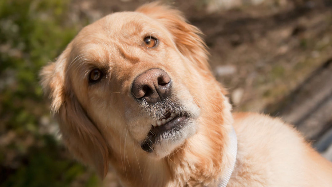 What is Your Body Telling Your Dog?