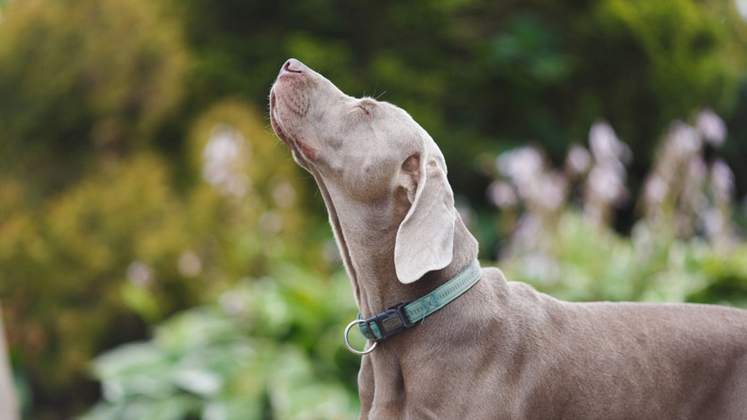 What is the K9 Nose Work® Training Method?