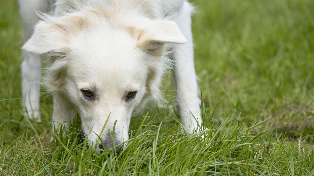 What is Your Dog Saying?