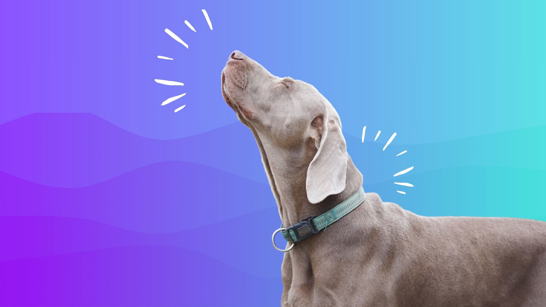 Getting Started With Odor Package