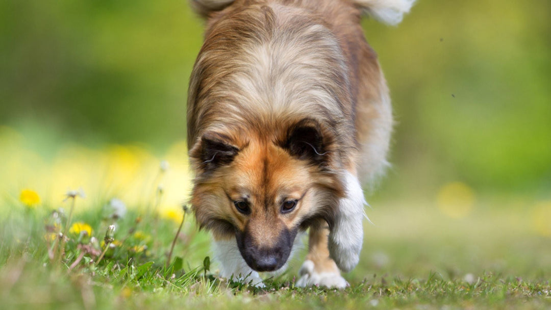 Scent Work University Training Solutions