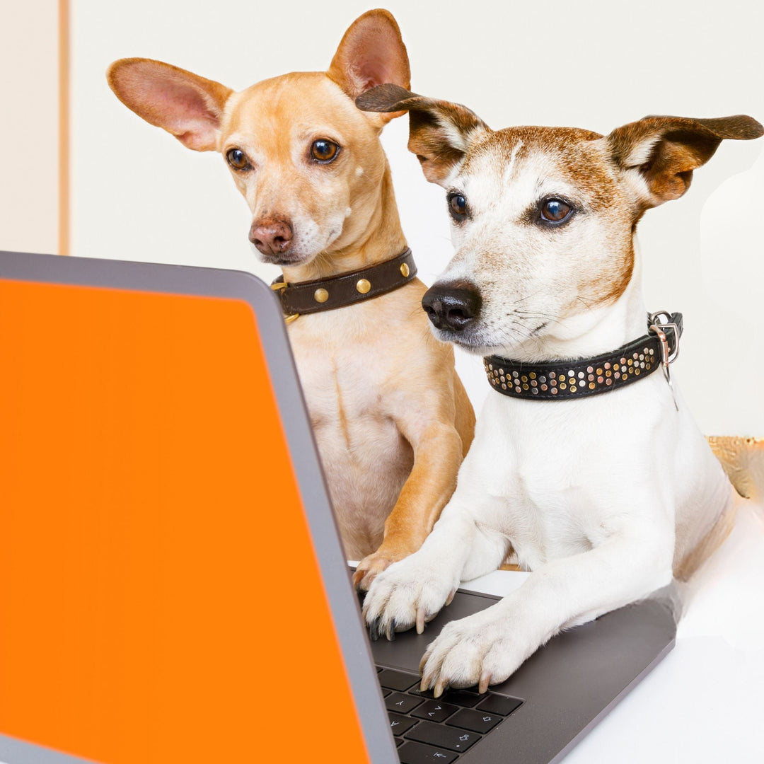 Pet Dog U - Webinars