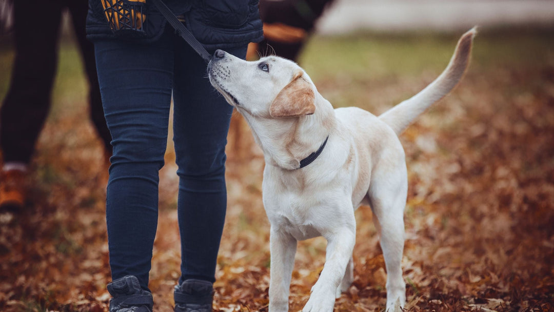 Pet Dog U - Online Courses
