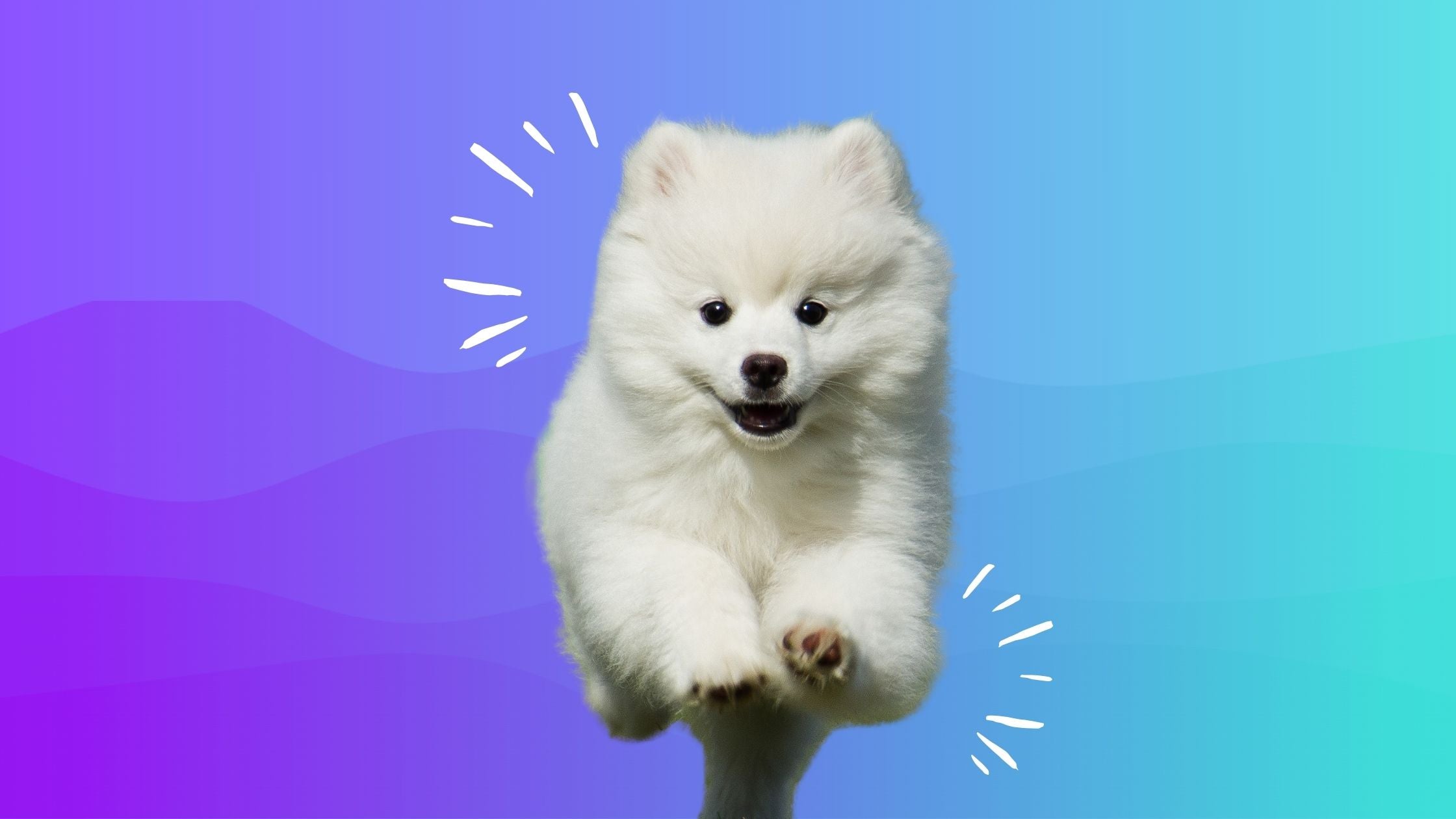 Puppy Sniffing Course Package