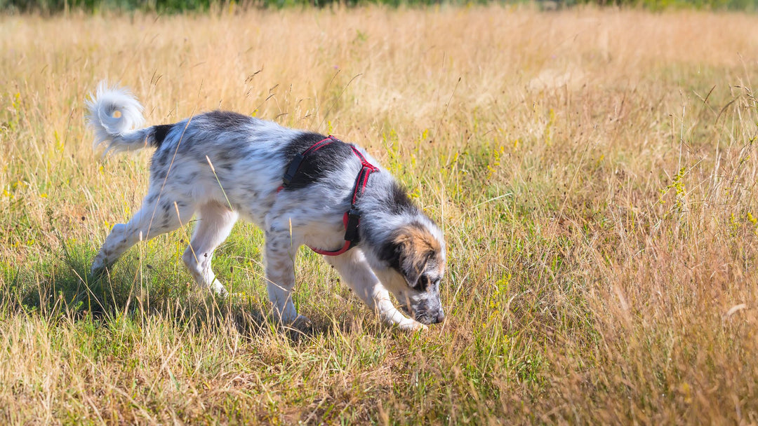 Puppy Sniffing Program