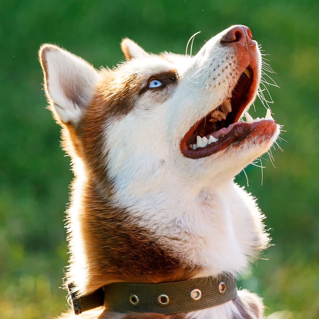 Pet Dog U - Training Tidbits