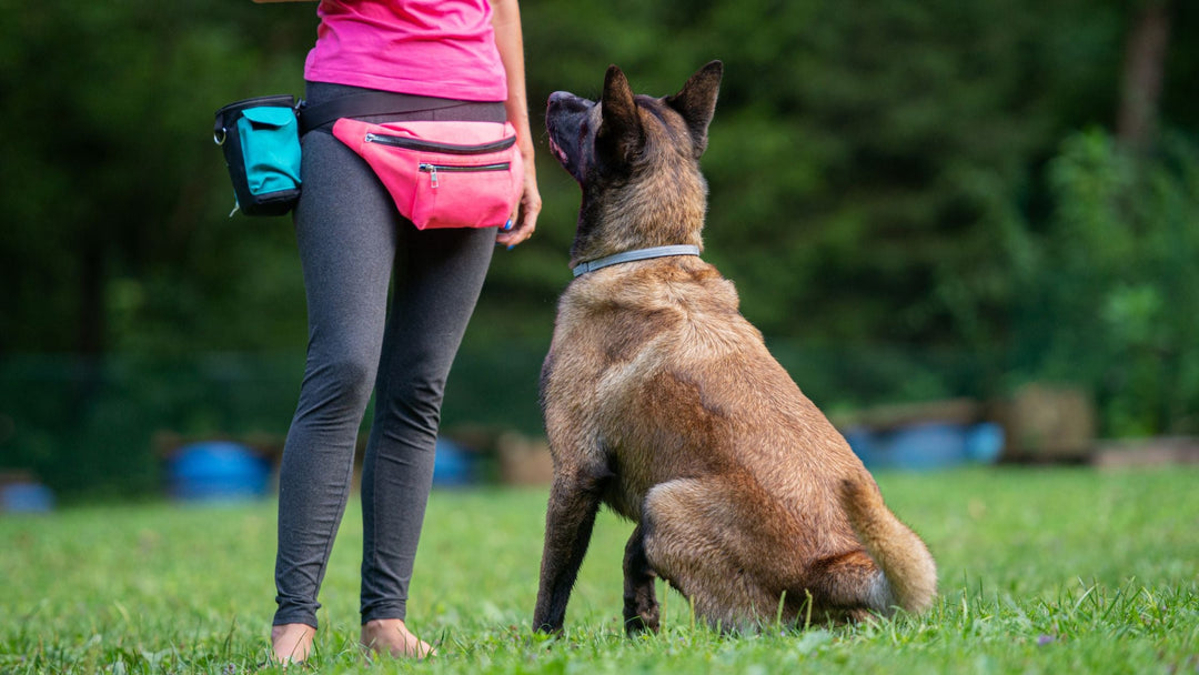 Training for Trainers - Online Webinars