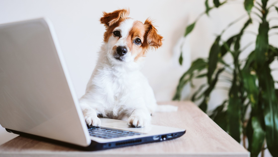 Online Scent Work Webinars