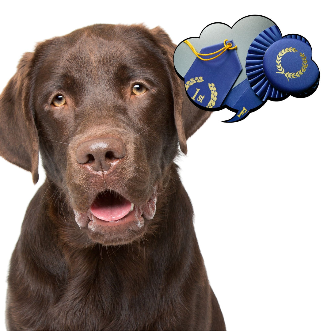 AKC Scent Work: Advanced Trial Prep Course