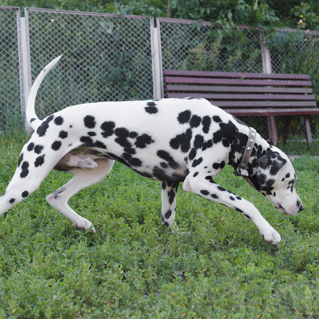 AKC: Handler Discrimination Course