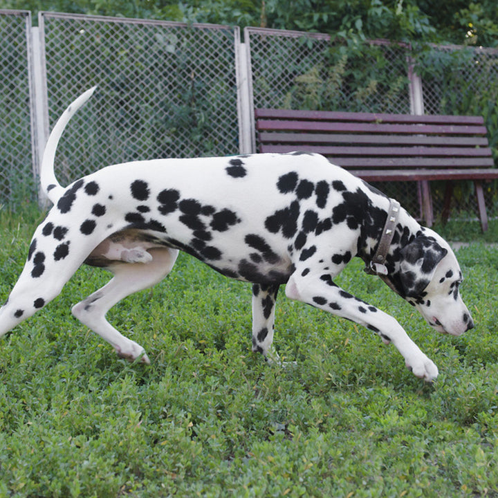 AKC: Handler Discrimination Course