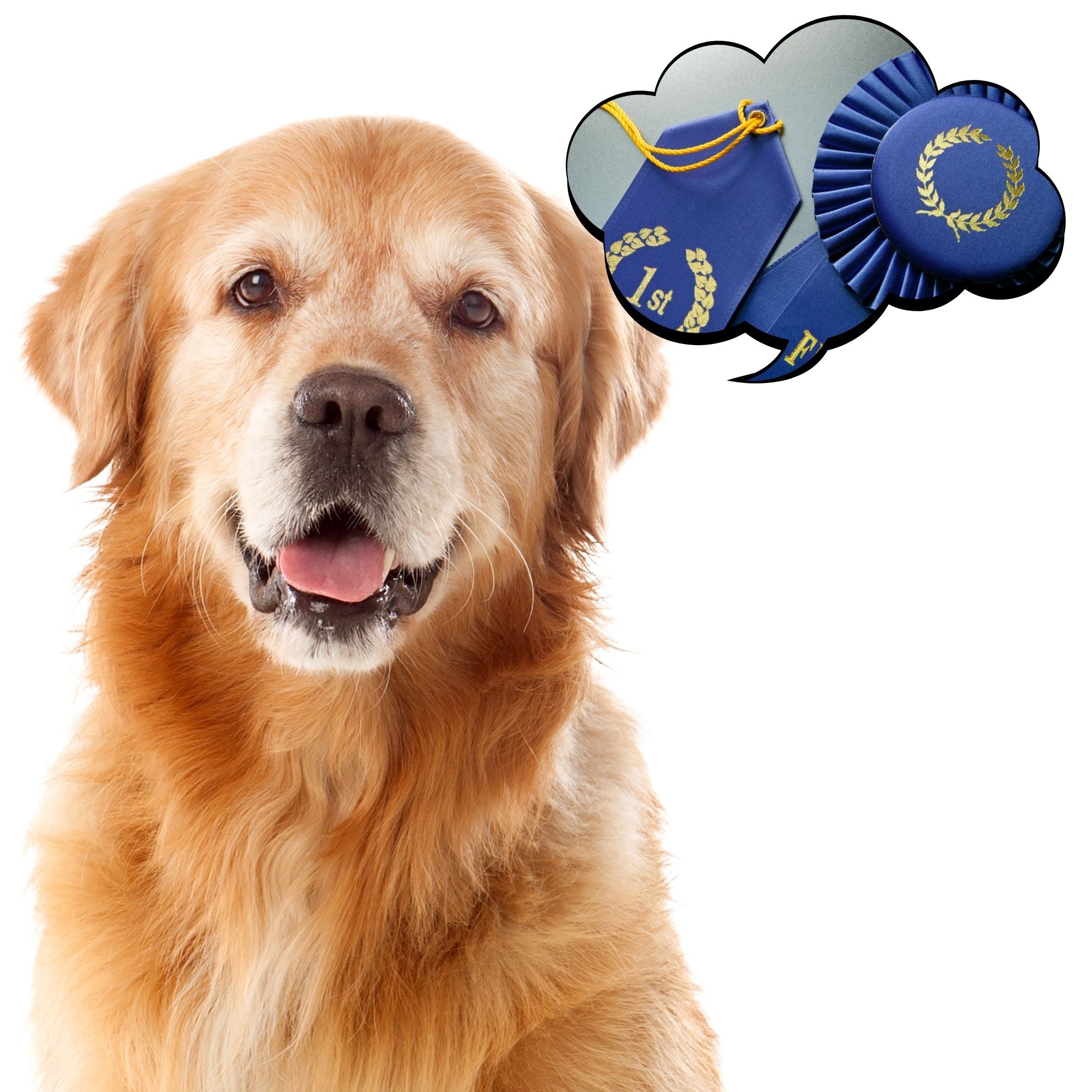 AKC Scent Work: Novice Level Trial Prep Course – Scent Work University