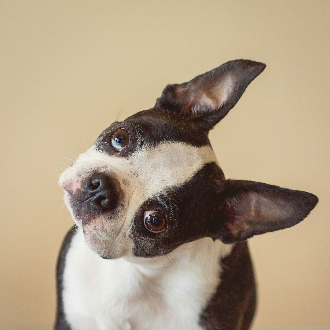 AKC Scent Work v. UKC Nose Work: A Comparison Webinar