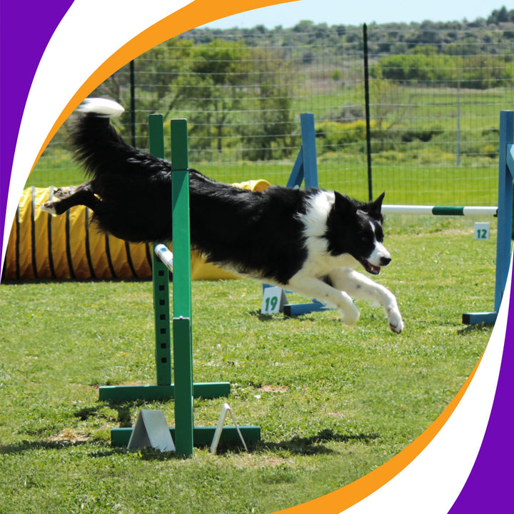 What Did Ya Say? Understanding Handler Cues Webinar