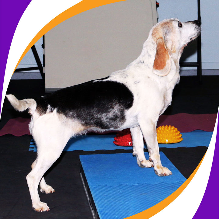 Beginning Canine Conditioning