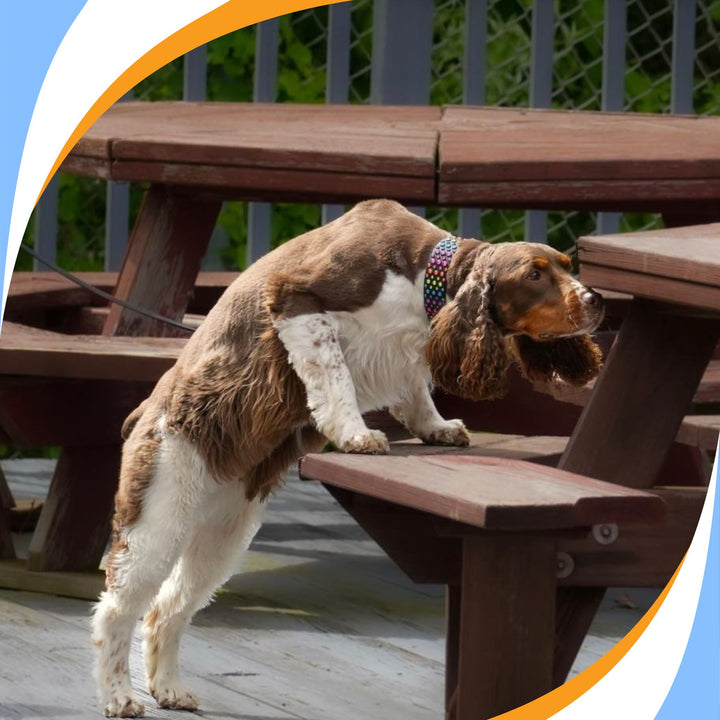 Mastering the Big Picture: Preparing for Elite & Summit Level Nosework Webinar