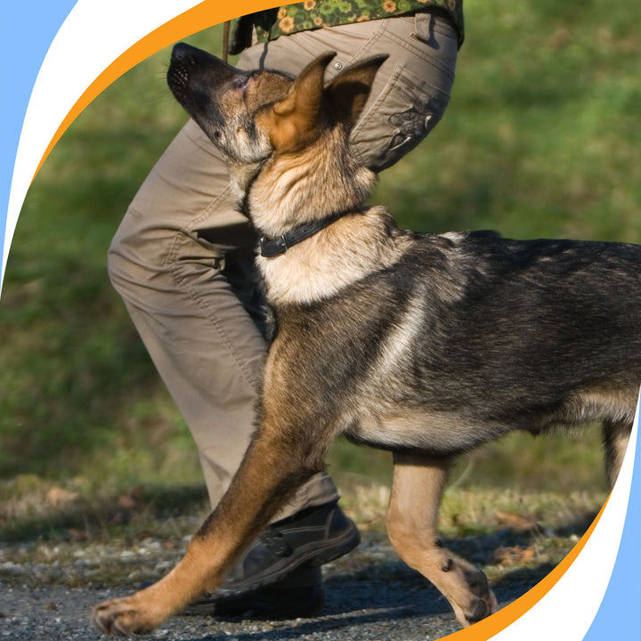 Bringing Experience to the Nose Game: Starting Strong in Scent Work Webinar