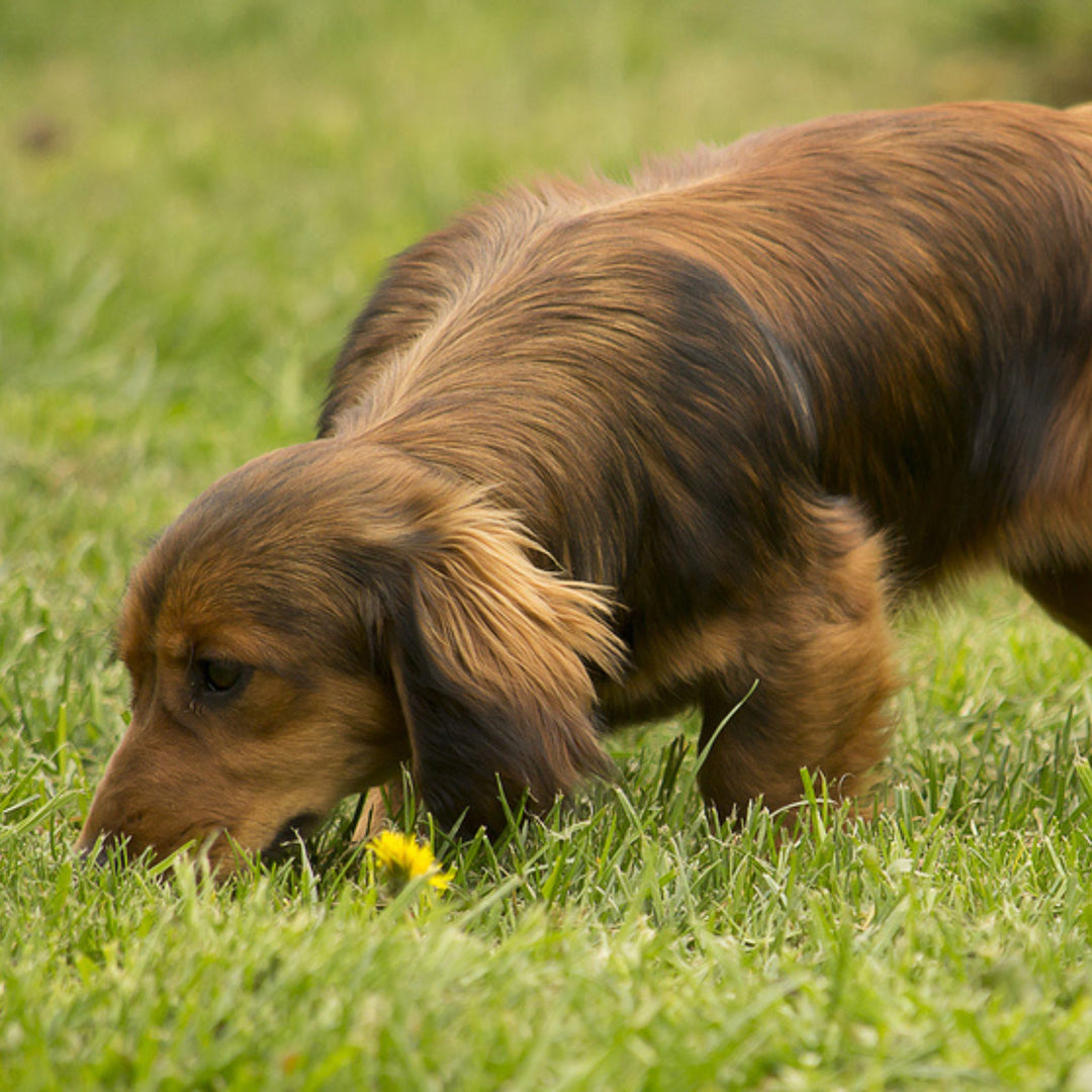 Building Independence in Scent Work Course