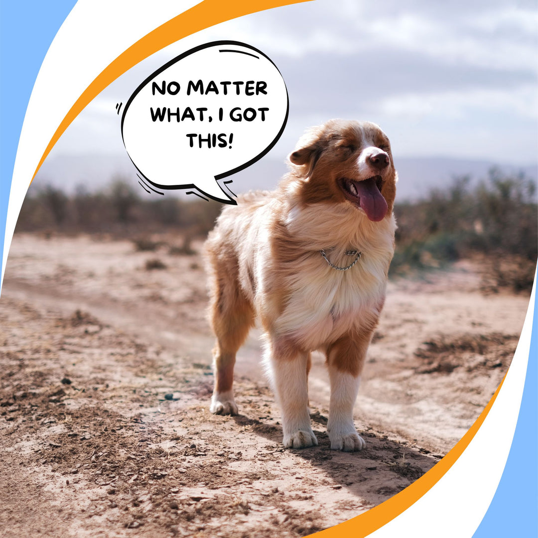 Building Resiliency in You and Your Dog for Training & Trialing Webinar