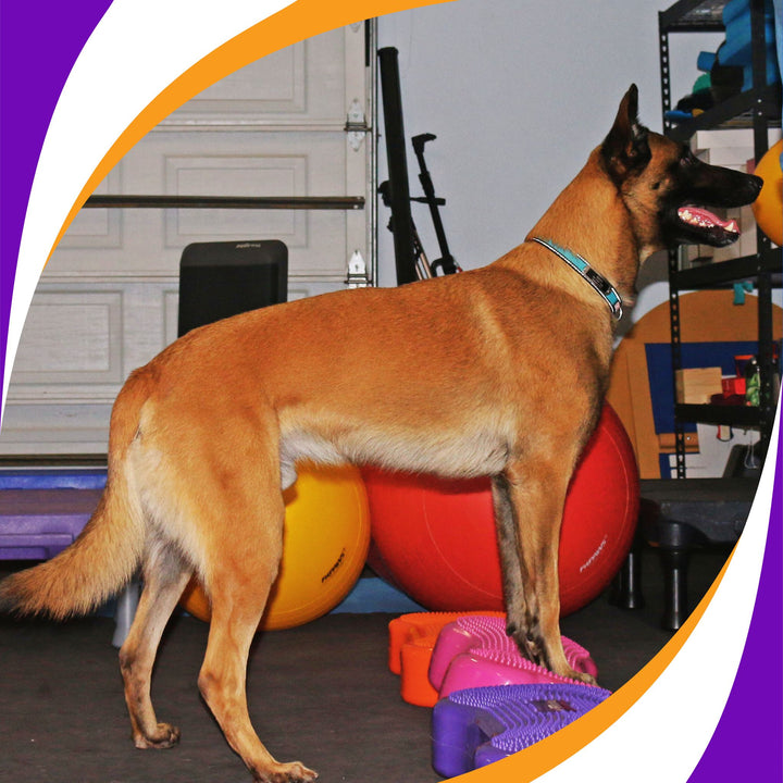Canine Conditioning Foundations