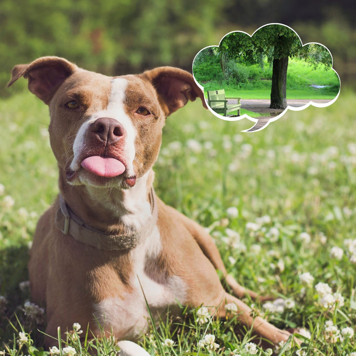 Cause and Cure for False Alerts: Exterior Searches Webinar