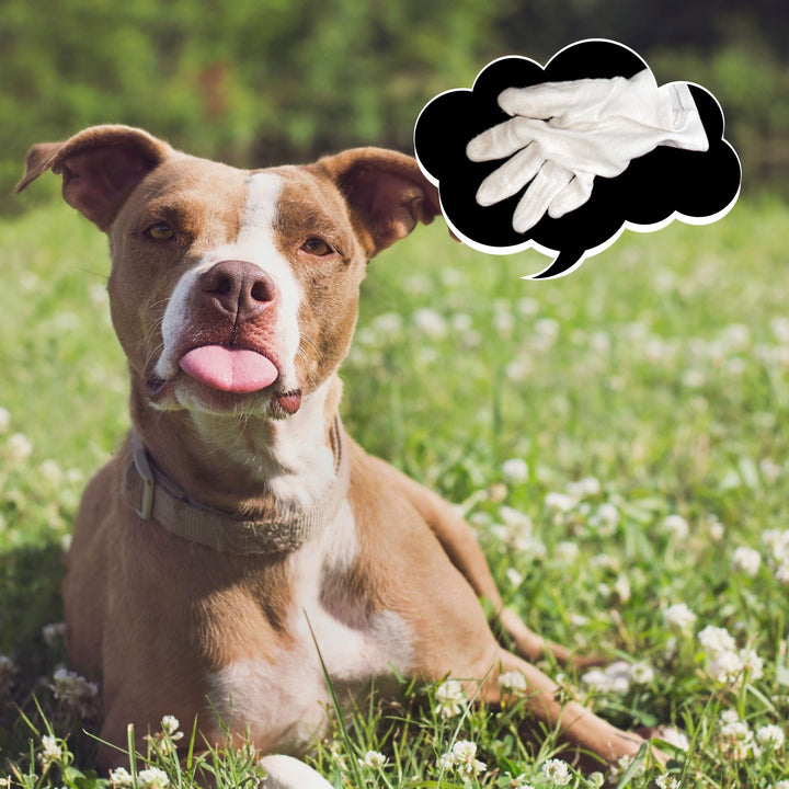 Cause and Cure for False Alerts: Handler Discrimination Webinar