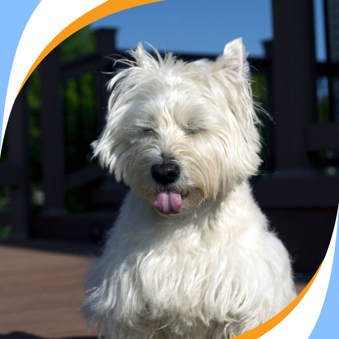 Common Pitfalls When Training Scent Work Webinar