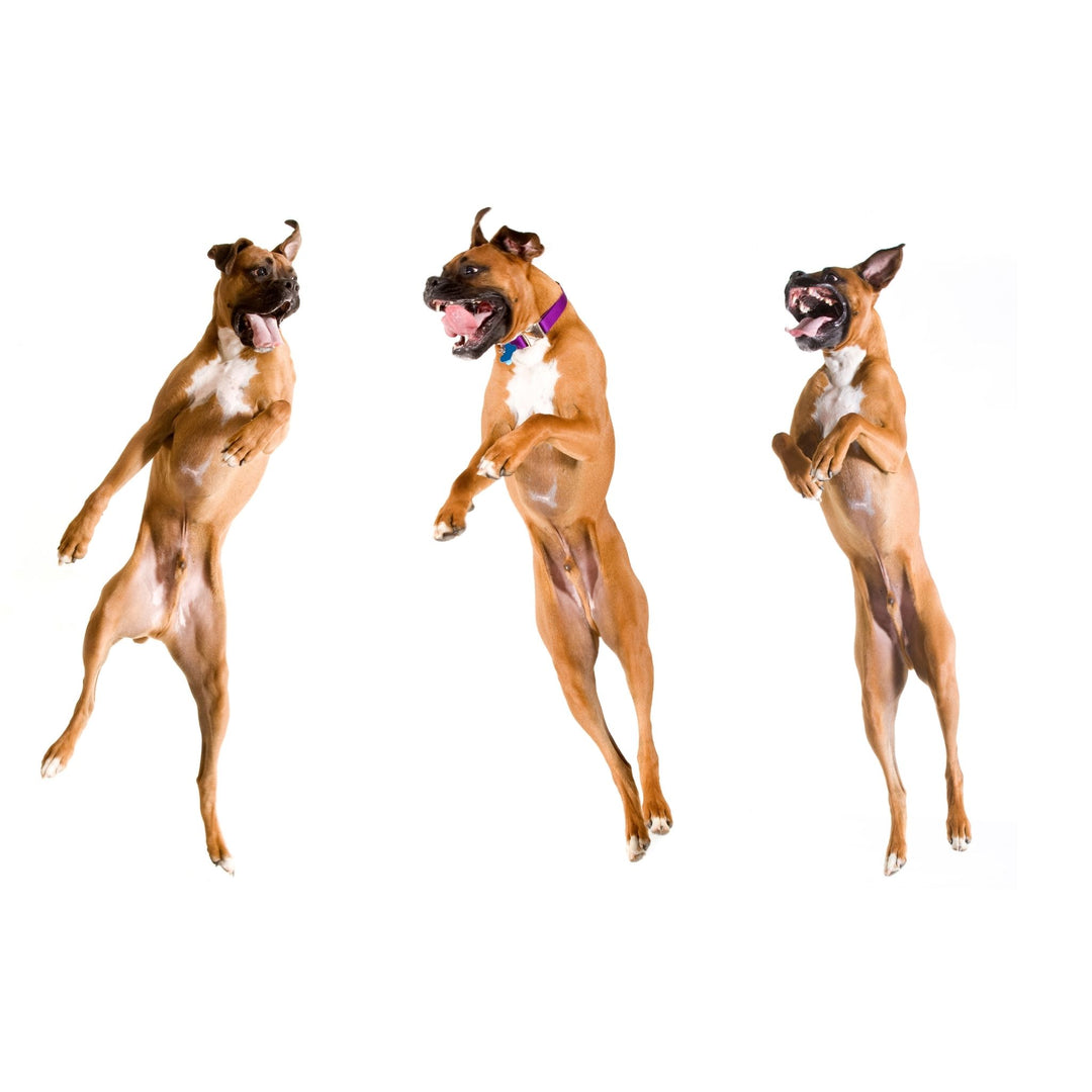 Control Unleashed and Scent Work: Crazy Calm Start Lines Webinar