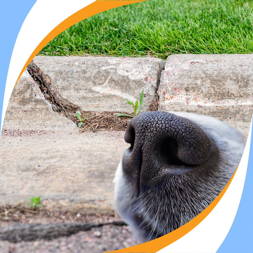 Conquering Crack Hides Webinar