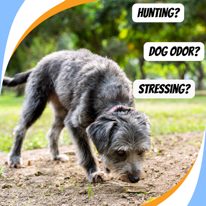 Displacement Sniffing and Other Stress Behaviors Webinar