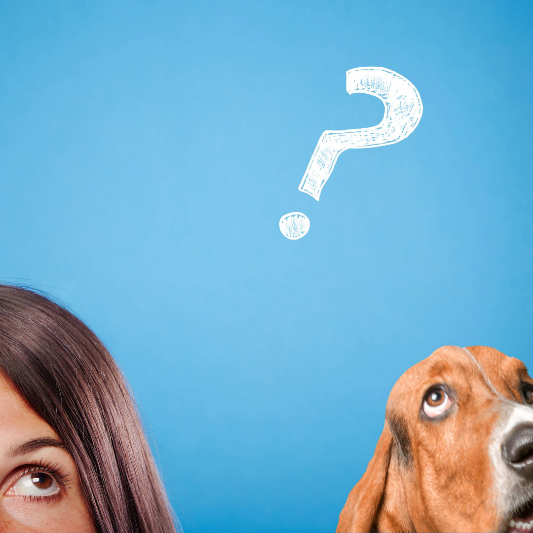 Don't Take Me Personally: Tips for Handler Proofing Webinar