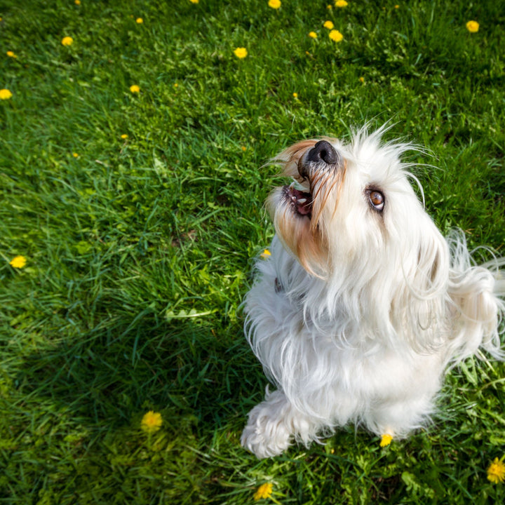 Elevated Hides for the Vertically Challenged Webinar