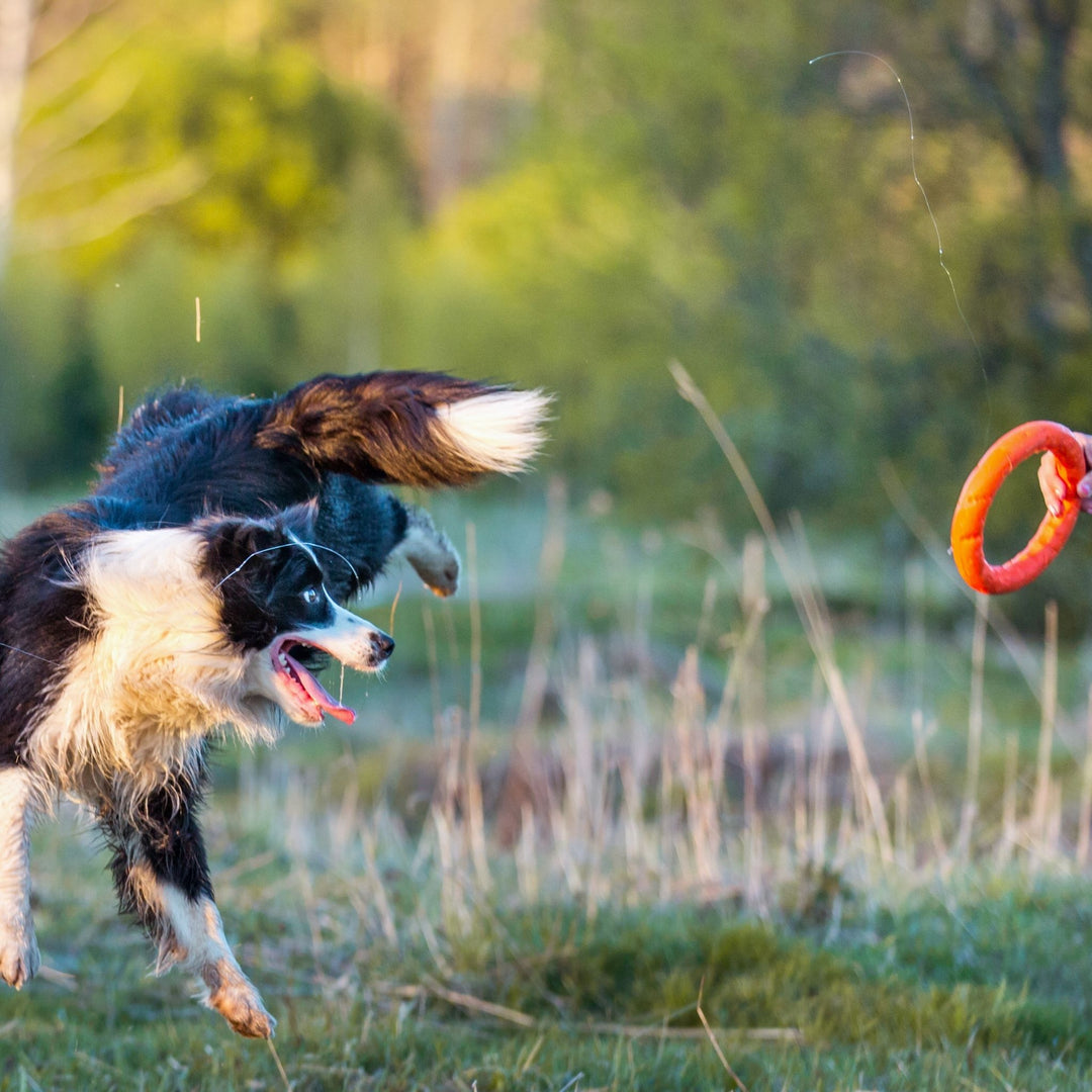 Embrace the Drive Searching with High Drive Dogs Webinar