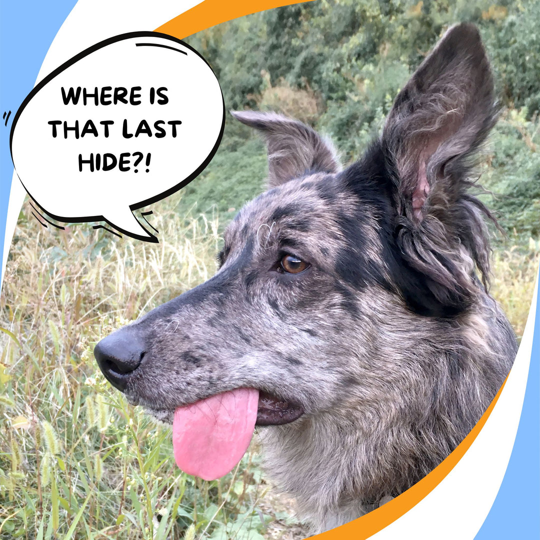 Helping Your Dog Find That Last Hide: Friend or Foe? Webinar