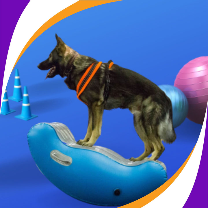 Fitness for the Life of Your Dog Webinar