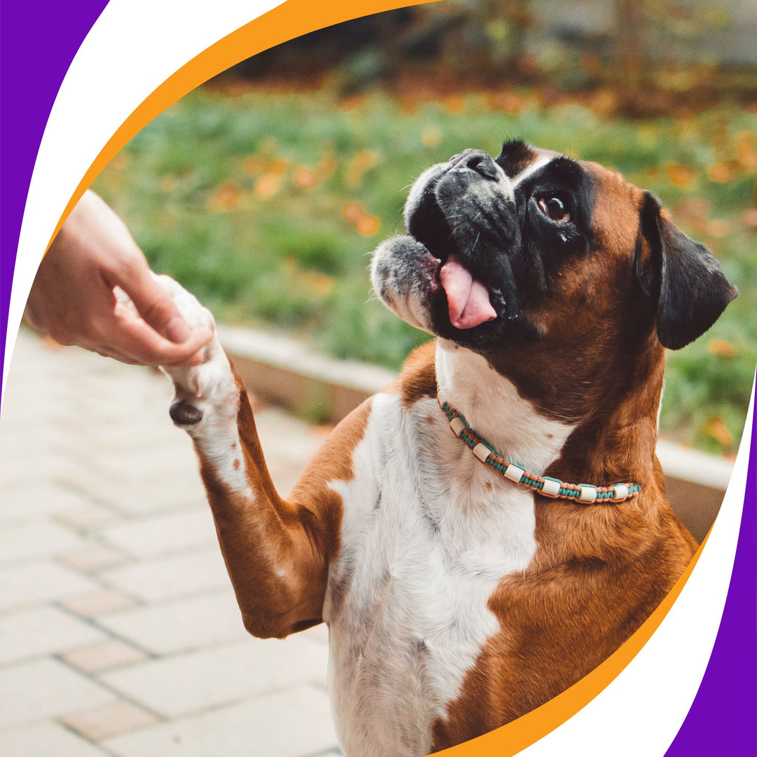 FUNdamental Games for Dog Sport Careers Webinar