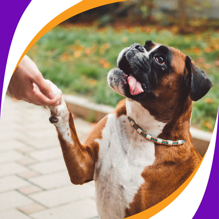 FUNdamental Games for Dog Sport Careers Webinar