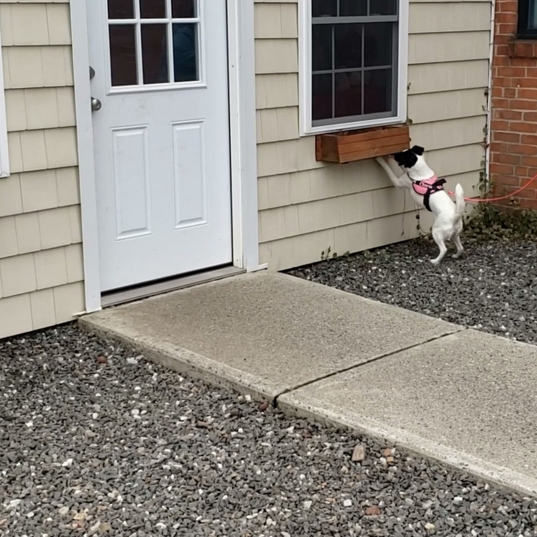 How to Run CSW Test Prep Classes & Mock ORT/Trials Webinar